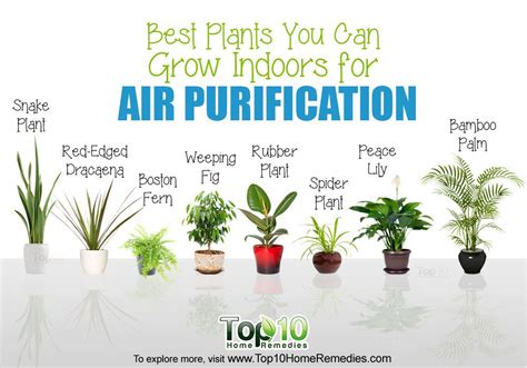 Air Purifying Plants: best indoor plants for air purification