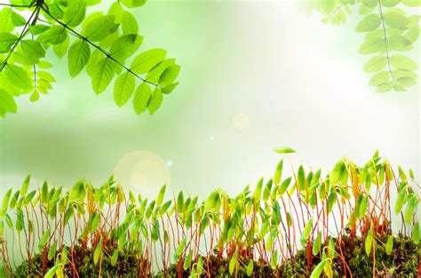 Natural Backgrounds With Moss Free Stock Photo - Public Domain Pictures