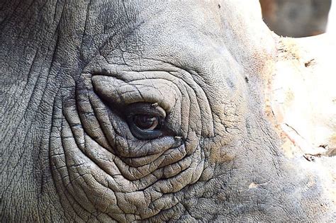 2,800+ Rhinoceros Eye Stock Photos, Pictures & Royalty-Free Images - iStock