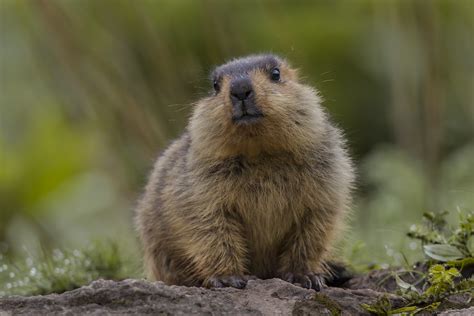 Baby Himalayan Marmot - Marmota himalayana | We saw these an… | Flickr