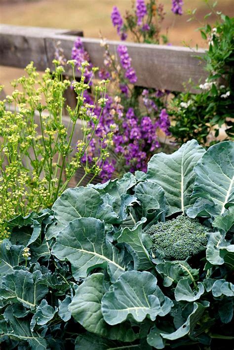 10 Best Broccoli Companion Plants