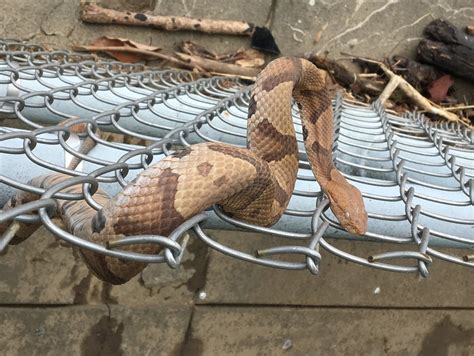 It’s copperhead mating season. One of the snakes was spotted near the ...