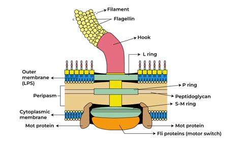 Diagram Of Flagella Definition, Types, Structure And, 48% OFF