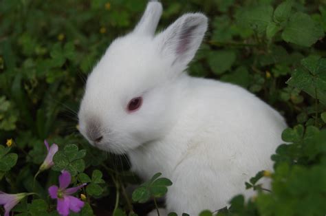 Baby Californian Rabbit by angel223456 on DeviantArt