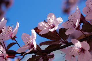 Pink Flowers in Bloom 4 | Matthew Morris | Flickr