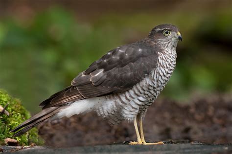 Eurasian Sparrowhawk and Northern Goshawk photo ID guide - BirdGuides