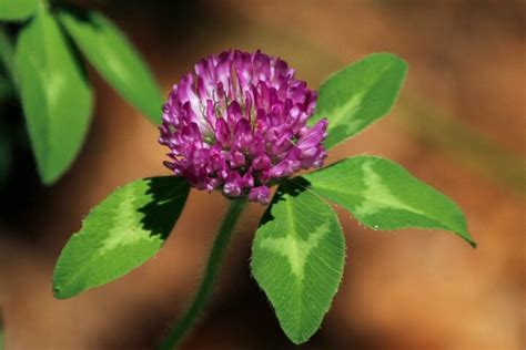 Medium Red Clover - Great Basin Seeds