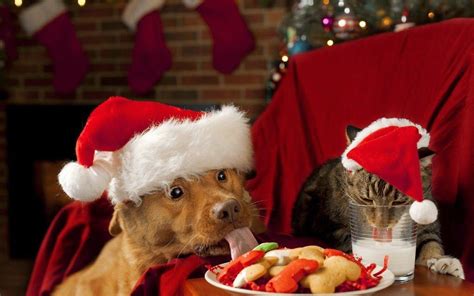 Esses bichos já estão prontos pra receber o Papai Noel ♥ - Acho Tendência | Christmas animals ...