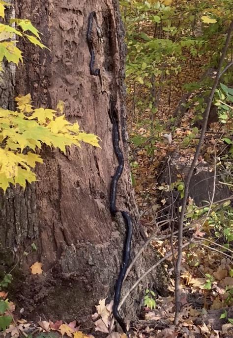 Identification, please. Muncie, Indiana. : r/snakes