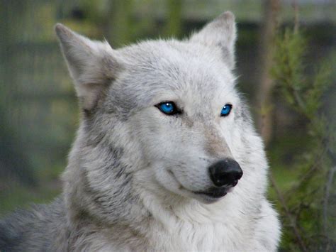 ILOVEWOLVES | Wolf with blue eyes, Wolf dog, Wolf blue eyes