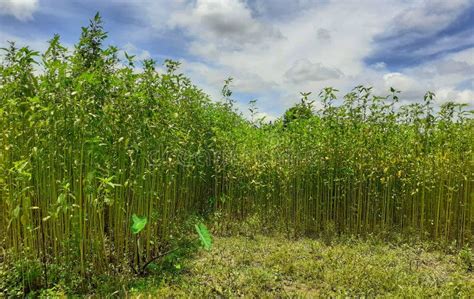 Jute Plant in the Field. Jute Cultivation in Assam in India Stock Image - Image of economy ...