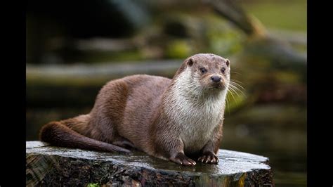 Aggressive river otter attacks visitors at park in Williamsburg ...