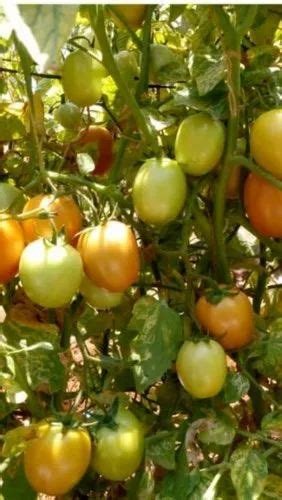 Hybrid Tomato Plant at Rs 2.5/piece | Chikhli | Bilimora | ID: 21083024562