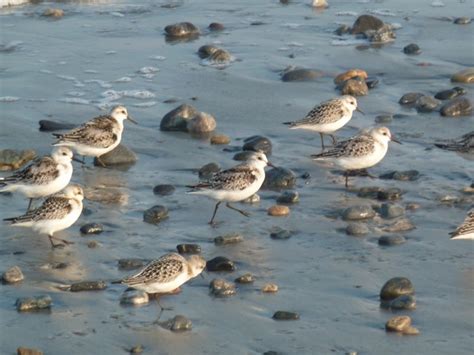 Ninigret National Wildlife Refuge Salt Pond - Charlestown Citizens Alliance