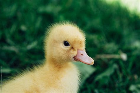 Yellow baby duck by Gabriel (Gabi) Bucataru - Stocksy United