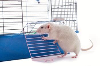 How To Tell If a Pet Rat Is Pregnant: 8 Vet Approved Signs To Look For ...