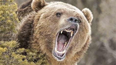 Grizzly Bear Hunting Plans Moving Forward In Montana – Sheridan Media