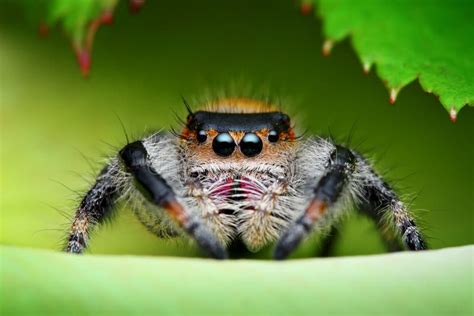 Regal jumping spider stock photo. Image of nature, details - 31147202