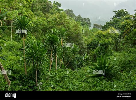 Jungle, habitat of the Mountain Gorillas, Bwindi Impenetrable National ...