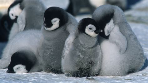 Download Penguin Baby Animal Movie March Of The Penguins HD Wallpaper