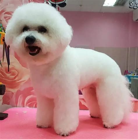 20 Best Bichon Frise Haircuts for Your Puppy - The Paws