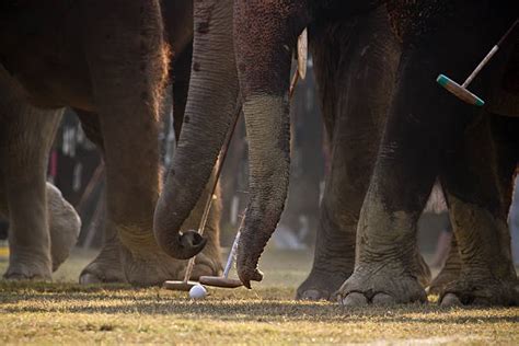 20+ Elephant Polo Stock Photos, Pictures & Royalty-Free Images - iStock