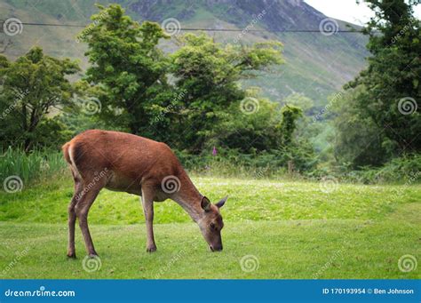 Lochranza deer stag stock photo. Image of macro, robin - 170193954