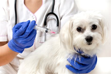 What is the Bordetella Vaccination and Does My Pet Need it?