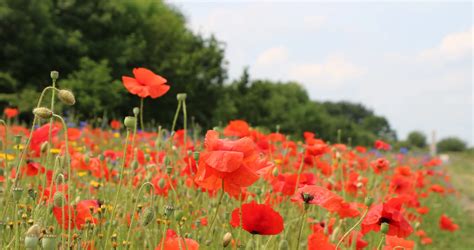 In Flanders Field | Royal British Legion