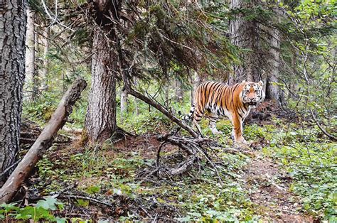 Siberian Tiger Habitat Biome