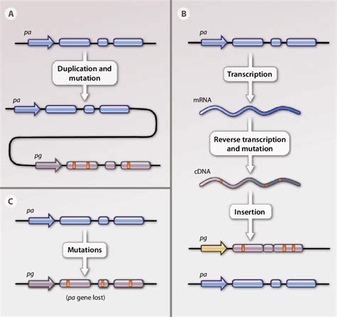 Types of pseudogenes. (A) Nonprocessed pseudogenes derive from gene... | Download Scientific Diagram