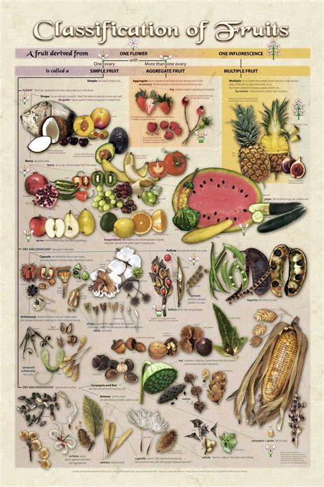 classifications of fruits | Biologie, Küchenposter, Botanik