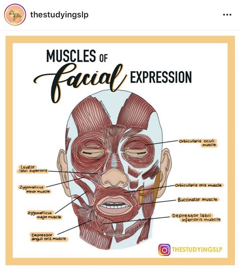 Muscles of facial expression and mastication – Artofit