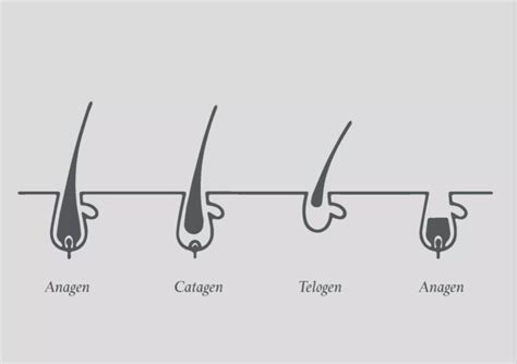 The Hair Growth Cycle: 4 Key Stages Explained | Philip Kingsley