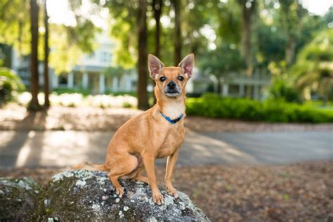 Deer Head Chihuahua: Dog Breed Guide - Dog Academy