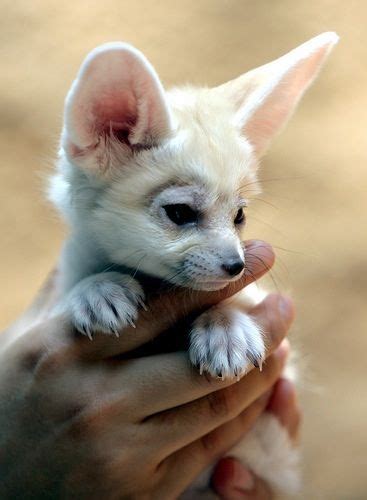 Fennec | Animals, Animals beautiful, Cute animals