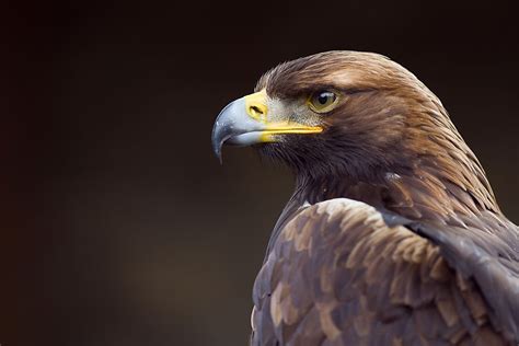 What is the National Bird of Germany? - WorldAtlas