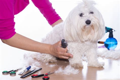 One stop destination for dog grooming in Townsville - Loretta Pet Styles