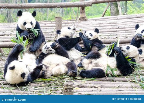 Panda Bear Cubs Playing and Eating Bamboo, Panda Research Center ...