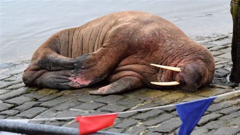 Thor the walrus appears in Northumberland after cancelling Scarborough New Year fireworks | UK ...