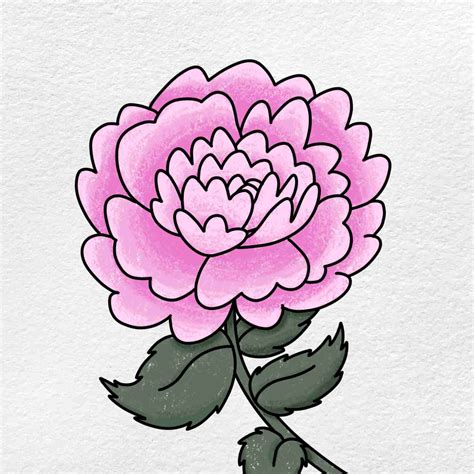 Peony Flower Drawing