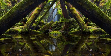 landscape, Nature, Photography, Mirrored, Moss, Trees, Ferns, Green, Rainforest, Reflection ...