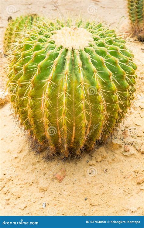 Echinocactus grusonii stock photo. Image of arizona, mexican - 53764850