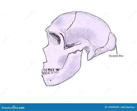 Sketch Of A Neanderthal Skull Stock Photography | CartoonDealer.com ...