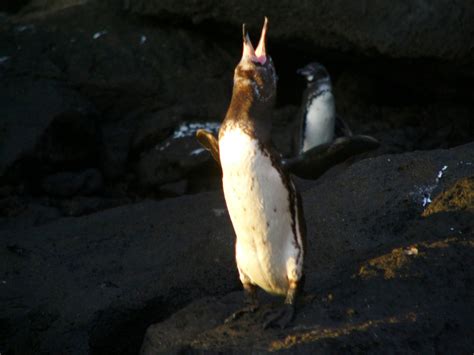 The Online Zoo - Galapagos Penguin