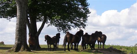 Somerset Victoria County History – South West Heritage Trust