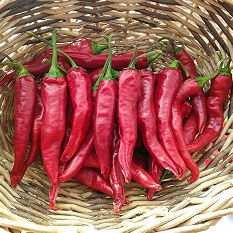 (25+) Korean Gochu Pepper Seeds : Amazon.co.uk: Garden