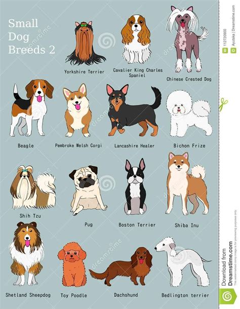 Pin on breeds | Dog breed names, Small dog breeds, Dog breeds list