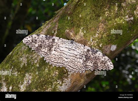 White Witch Moth (Thysania Agrippina) at rest on tree trunk, Costa Rica ...