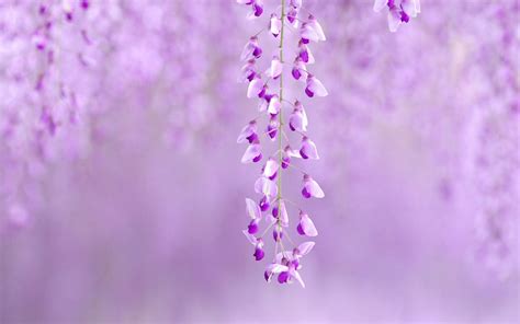 Wallpapers Purple Cute - Wallpaper Cave